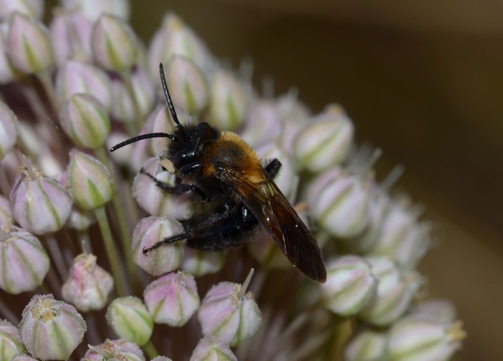 Apidae: cfr. Andrena thoracica